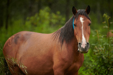 Fototapeta premium Caballos salvajes en la naturaleza
