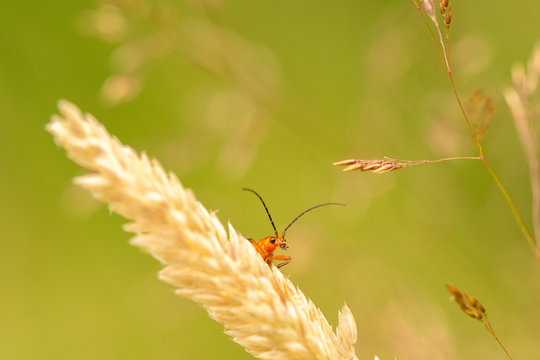 Le t&eacute;l&eacute;phore fauve, un insecte de nos campagnes
