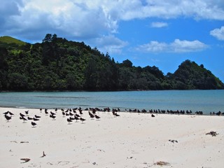 Birds on a beach