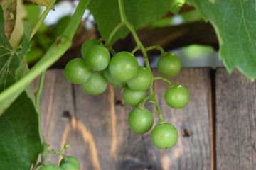 Green young wine grapes in the vineyard. Beginning of summer close up grapes growing on vines in a vineyard.