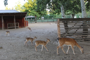 fallow deer in the forest