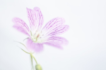 Fototapeta kwiat obraz
