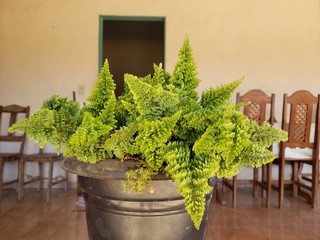 fern in the vase