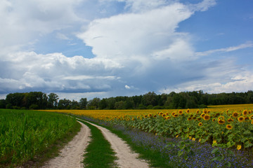 Blooming sunflowers, cornflowers, sun and road