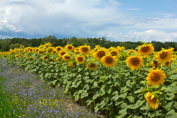 Obraz premium Blooming sunflowers, cornflowers and the road