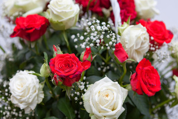 A bouquet of roses. Red and white roses i garden.