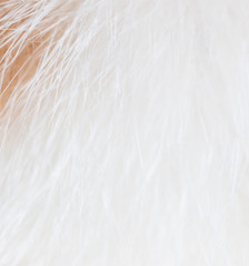 White and red hair of a cat as a background