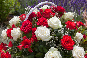 A bouquet of roses. Red and white roses i garden.