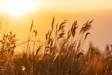 Reed in the rays of a golden sunset as background