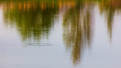 Obraz premium The reflection of the tree in the smooth water in the summer.