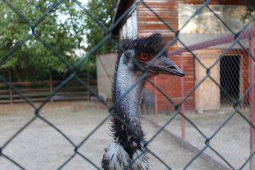 emu bird