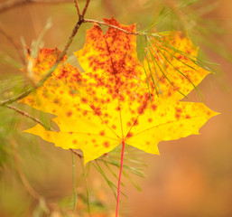 The leaves on the branches of maple