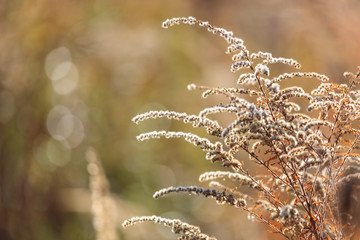 Dry plants in nature in the fall