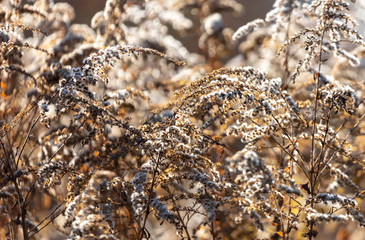 Dry plants in nature in the fall