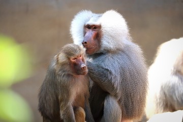 baboons 