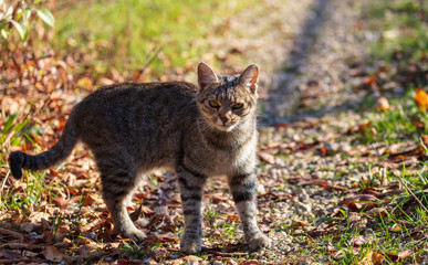 Obraz premium Portrait of a cat in nature
