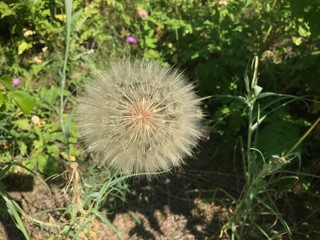 dandelion in grass