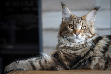 Close-up of a big sleepy half-year-old Maine Coon kitten lying on a table in the minimalist interior of the kitchen, selective focus