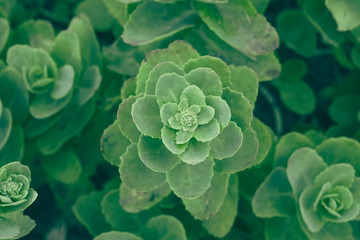 Beautiful green succulent Echeveria decorative background. Green succulents. Gardening concept. Toning