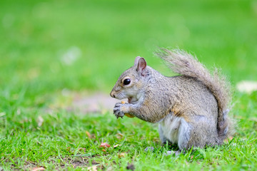 Naklejka na ściany i meble Squirrel eating peanuts, park in Victoria, Canada.