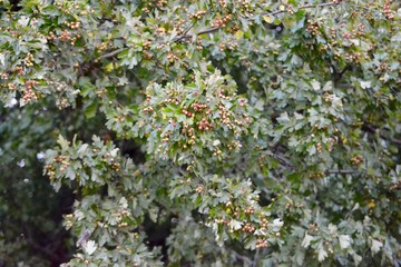 Obraz premium berries