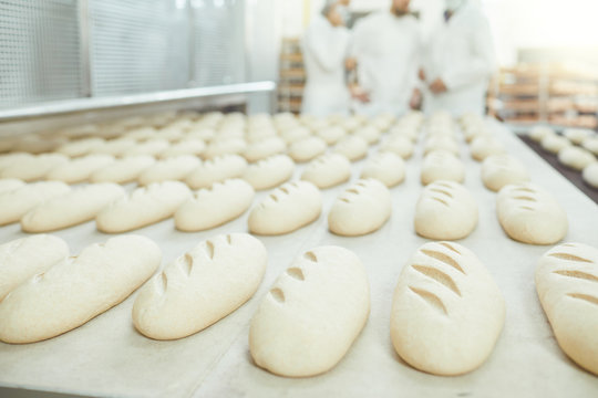 Raw bread is making on the automatic equipment line in the bakery.