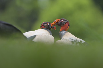 King vulture pair bites caruncle in game