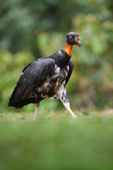 King vulture young walking in grass
