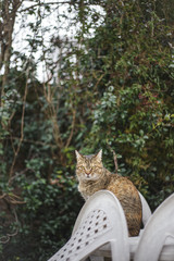 Gato sobre la mesa del parque