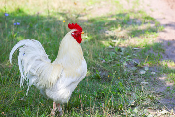 Rooster with white and golden plumage on the farm.