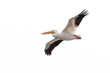 Open Winged Pelican on White Background