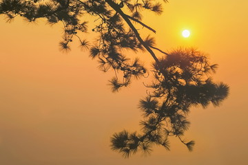 Silhouette of Pine tree branches with soft fog and yellow sunlight in the sky background, sunrise at Nok Aen Cliff, Phu Kradueng National Park, Loei, Thailand.
