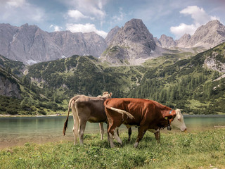 Fototapeta na wymiar Kühe in den bayerischen Alpen