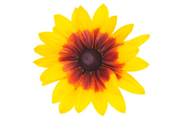 Top view of a beautiful blooming Rudbeckia flower with yellow petals isolated on a white background in close-up.
