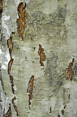 Wood texture. The bark of a living tree.