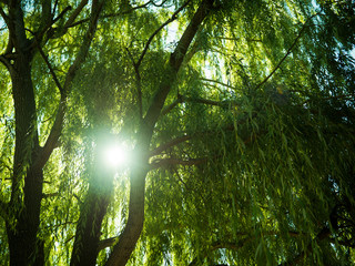 Large green willow tree