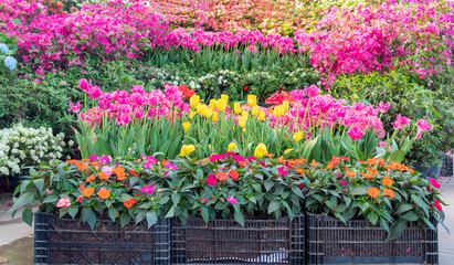 The flower shed is full of colorful flowers.