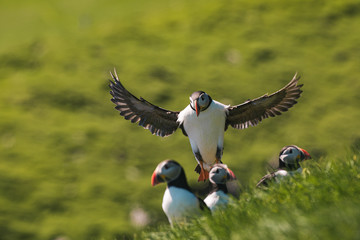Obraz premium amazing wallpaper picture of puffin landing with full wing span amongst other atlantic puffins at mykines island reservation faroe islands