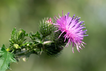 Wild blooming medicinal plant thistle.
