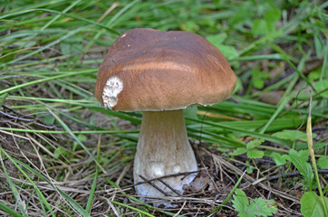 Boletus. Leccinum. Orange-cap boletus. Leccinum aurantiacum