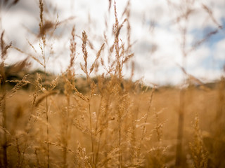 Fototapeta premium grass in the wind