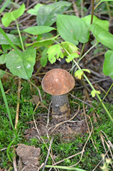 Boletus. Leccinum. Orange-cap boletus. Leccinum aurantiacum