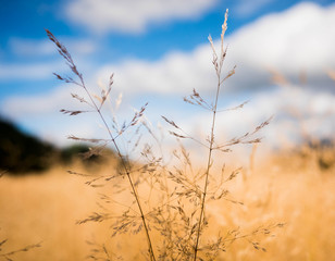 dry grass and blue sky