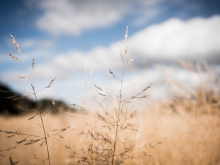 grass and sky
