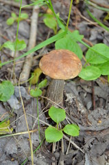 Boletus. Leccinum. Orange-cap boletus. Leccinum aurantiacum