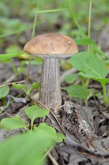 Boletus. Leccinum. Orange-cap boletus. Leccinum aurantiacum