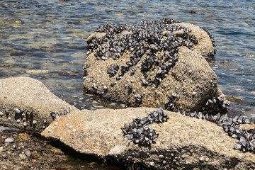 Wild mussels on rocks at low tide