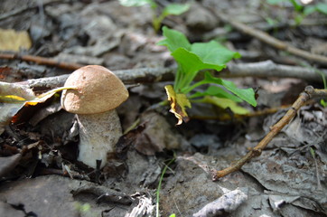 Boletus. Leccinum. Orange-cap boletus. Leccinum aurantiacum