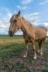 Obraz na płótnie Canvas Portrait of a horse close up. Photographed on the ranch.