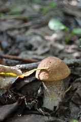 Boletus. Leccinum. Orange-cap boletus. Leccinum aurantiacum